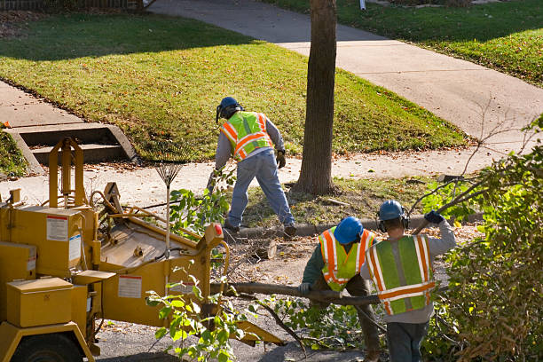 Best Tree Preservation Services  in Ragland, AL