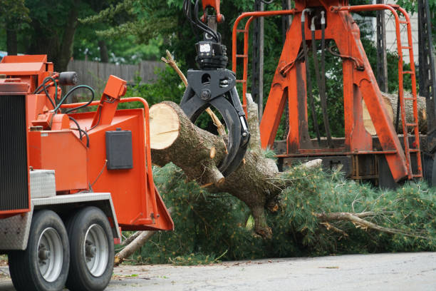 Best Tree Risk Assessment  in Ragland, AL