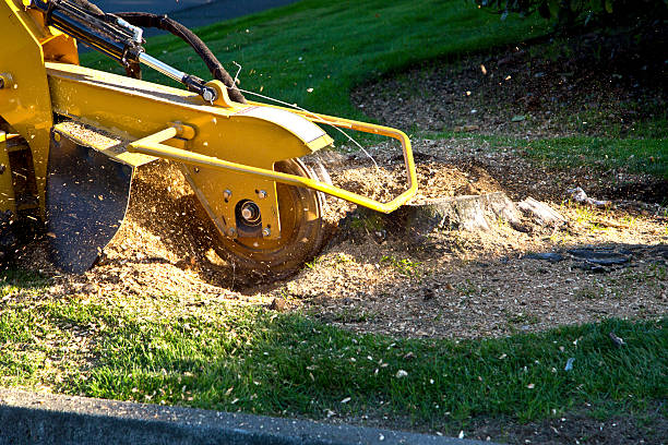 How Our Tree Care Process Works  in  Ragland, AL