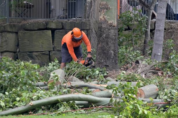 Best Tree Preservation Services  in Ragland, AL