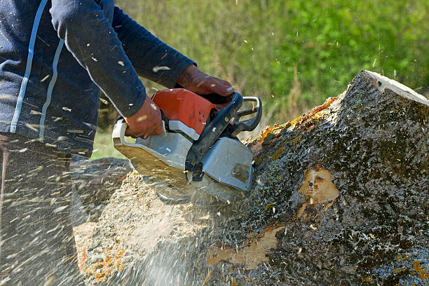 Reliable Ragland, AL Tree Removal Solutions