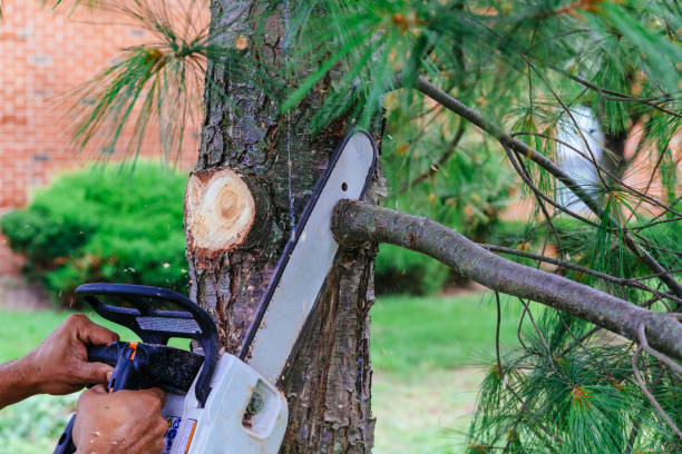 Reliable Ragland, AL Tree Removal Solutions